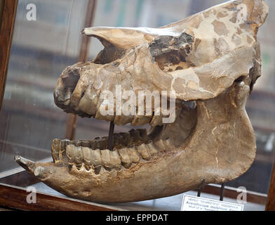 prähistorische Dinosaurier-fossile Schädel mit großen Kiefer Closeup im Museum showcase Stockfoto