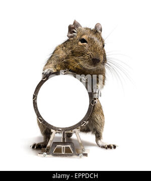 kleine Hamster Nager stehend mit große Trommel in voller Länge Closeup auf weißem Hintergrund Stockfoto
