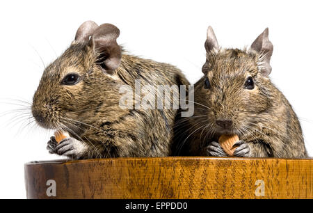 zwei lustige Degu Nager sitzen in Holzschale mit Nüssen in Pfoten Stockfoto