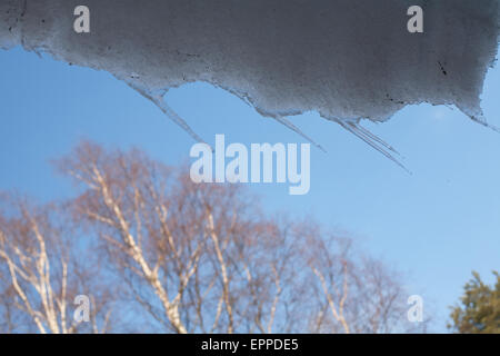 Frühling-Eiszapfen hängen auf dem Dach auf Frühling blauer Himmel und Birke Bäume Hintergrund Stockfoto