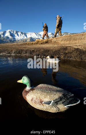 Zwei Jäger verfolgen Gänse in Nevada. Stockfoto