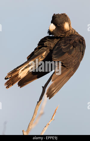 Carnaby Black Cockatoo (Calyptorhynchus Latirostris) Stockfoto