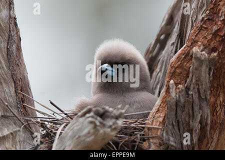 Altrosa Woodswallow (Artamus Cyanopterus) auf seinem nest Stockfoto