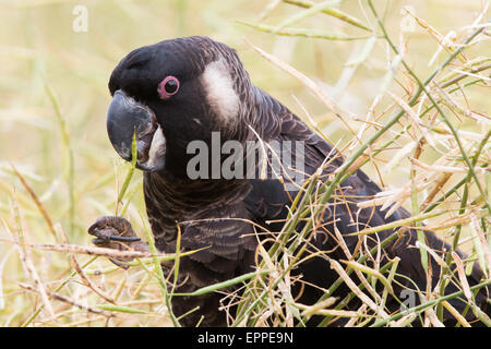 Carnaby Black Cockatoo (Calyptorhynchus Latirostris) Stockfoto