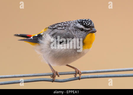 männliche gekerbter Tasmanpanthervogel (Pardalotus Striatus) Stockfoto