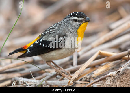 männliche gekerbter Tasmanpanthervogel (Pardalotus Striatus) Stockfoto