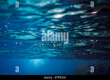 Unterwasser in Belize Stockfoto