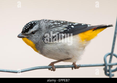 männliche gekerbter Tasmanpanthervogel (Pardalotus Striatus) Stockfoto