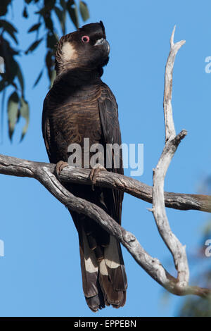 Carnaby Black Cockatoo (Calyptorhynchus Latirostris) Stockfoto