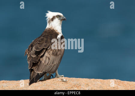 Östlichen Fischadler (Pandion Haliaetus Cristatus) Stockfoto