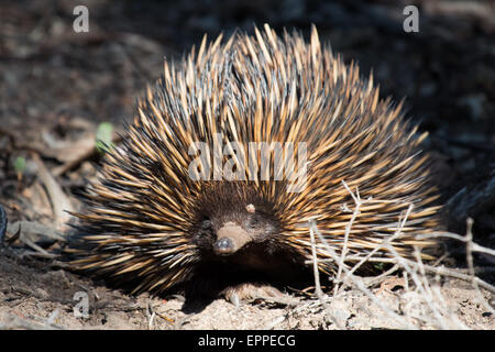 Kurzschnabeligel (Tachyglossus Aculeatus) Stockfoto