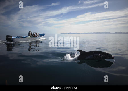 Ein Delfin springt als Touristen-Uhr aus ihrem Boot in der Bucht in der Nähe der Stadt Loreto im südlichen Baja California Bundesstaat Mexikos Stockfoto