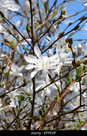 Sternmagnolie (Magnolia stellata) ist ein langsam wachsender Strauch
