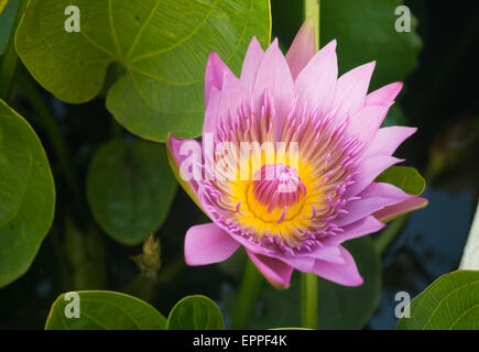 Die schönen lila Lotusblüte oder Seerose Stockfoto