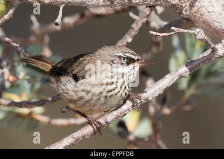 Weißer-browed Scrubwren (Sericornis Frontalis) Stockfoto