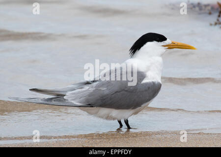 Größere Crested Tern (Thalasseus Bergii) stehen am Rand des Wassers an einem Strand Stockfoto