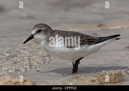 Winter-plumaged rot-necked Stint (Calidris Ruficollis) Stockfoto