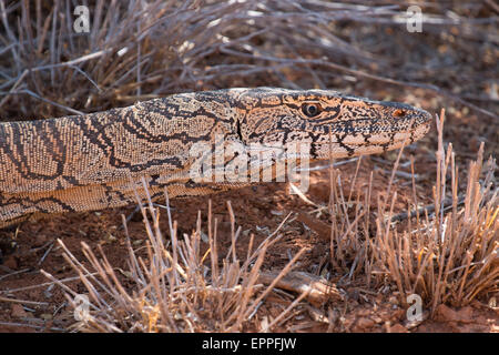 Perentie (Varanus Giganteus) Stockfoto