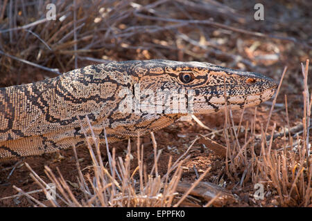 Perentie (Varanus Giganteus) Stockfoto