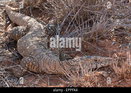 Perentie (Varanus Giganteus) Stockfoto