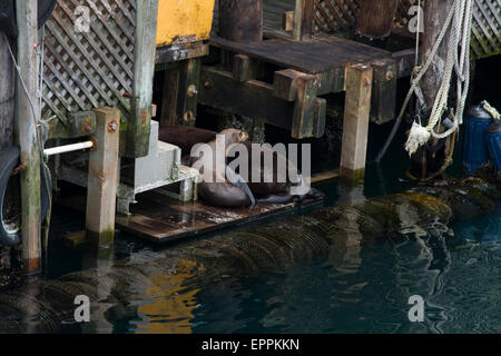 Seelöwen hängen am Fishermans Wharf, Monterey, Kalifornien Stockfoto