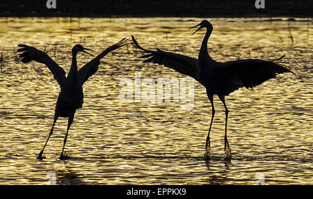 Paar Kraniche (Grus Canadensis), die einen Paarung rituellen Tanz zu tun. während gegen reflektierte Licht auf einen Teich, Silhouette Stockfoto