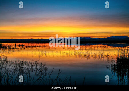 Schilf in einem flachen Wasserbecken bei Sonnenuntergang in Sacramento National Wildlife Refuge in Nordkalifornien Stockfoto