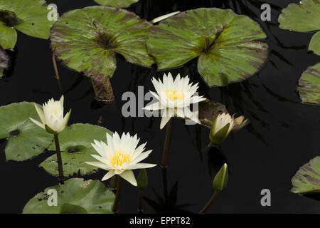 Ein Foto von einigen schönen Seerose mit weißen Blütenblättern, die rund um eine gelbe Center unterstützt durch fleckige Seerosen. Stockfoto