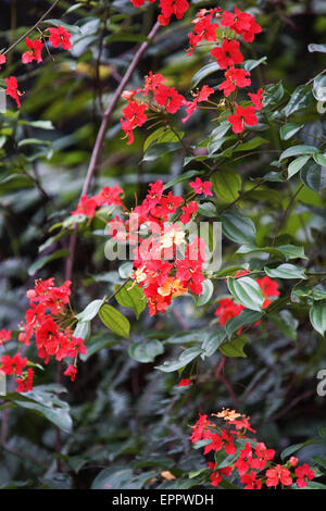 Bauhinia Kockiana Caesalpinoideae Stockfoto