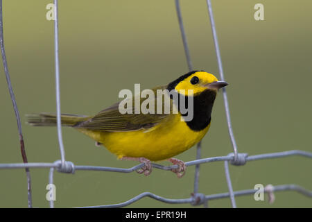 männliche Hooded Warbler (Setophaga Citrina) Stockfoto