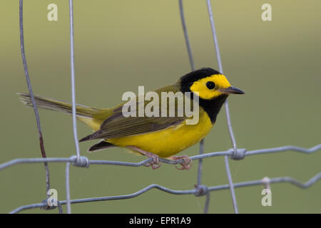 männliche Hooded Warbler (Setophaga Citrina) Stockfoto