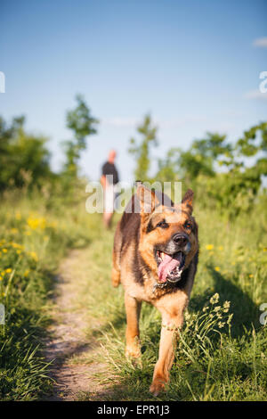 Schöner Deutscher Schäferhund (Elsass) im freien Stockfoto