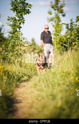 Schöner Deutscher Schäferhund (Elsass) im freien Stockfoto