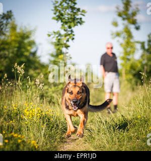 Schöner Deutscher Schäferhund (Elsass) im freien Stockfoto