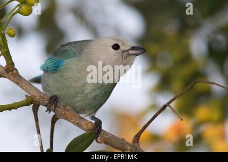 Blau-grau Tanager (Thraupis Episcopus) Stockfoto