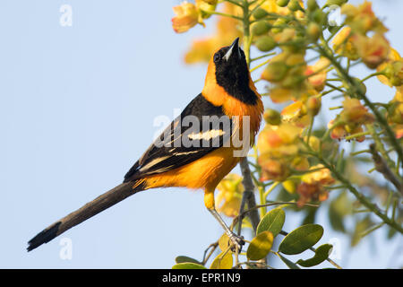 Mit Kapuze Oriole (Ikterus Cucullatus) Stockfoto