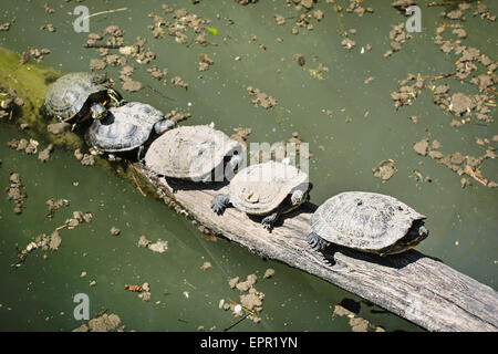 Rot-eared Slider (ist Scripta Elegans). Gruppe von Schildkröten ist das Holz erhitzt. Tierthema. Stockfoto