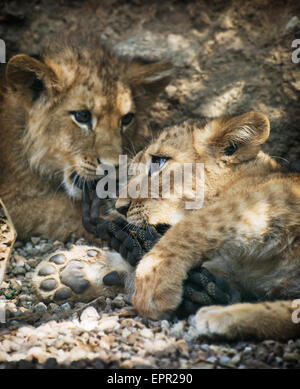 Barbary Löwe (Panthera Leo Leo). Zwei niedliche Löwenbabys. Tierthema. Stockfoto