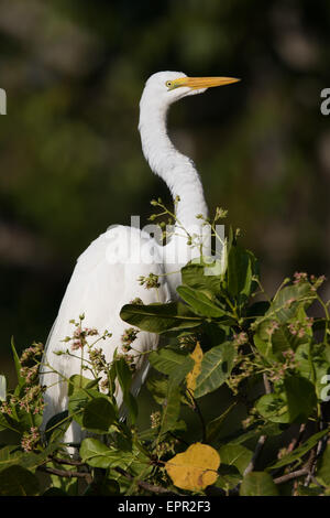 Silberreiher (Ardea Alba) thront in einer Baumkrone Stockfoto