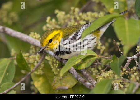 Black-throated grüner Laubsänger (Dendroica Virens) in eine blühende Cashew-Baum Stockfoto