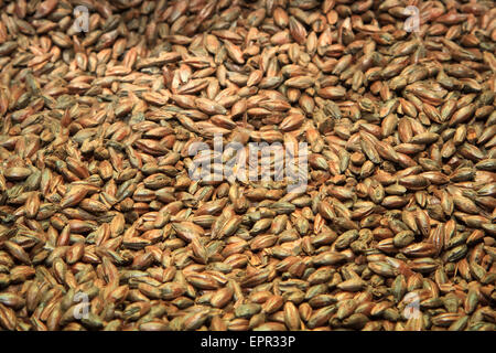 Malz-Hintergrund. Zutat für Bier. Stockfoto