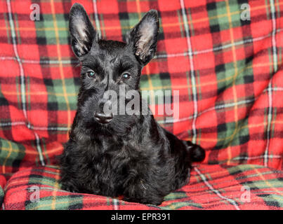 Junge Scottish Terrier Rassehund Stockfoto