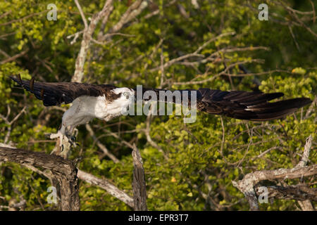 Western Fischadler (Pandion Haliaetus) Flug Stockfoto