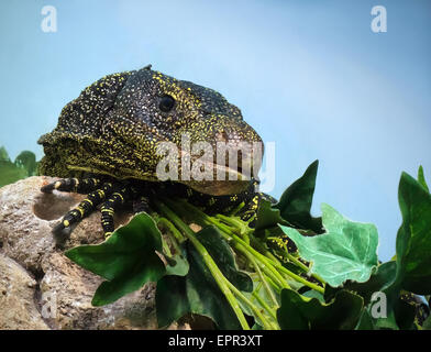 VARAN Salvadorii sitzt auf einem Baum und Steinen Stockfoto