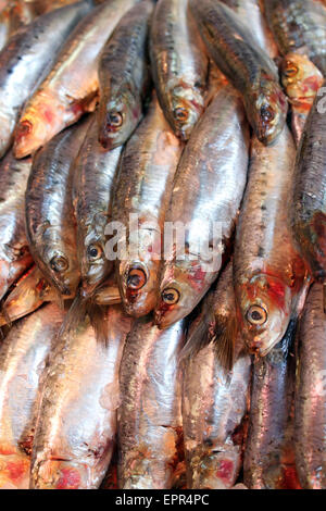 Frischer Fisch zum Verkauf in Cardiff Markt Stockfoto