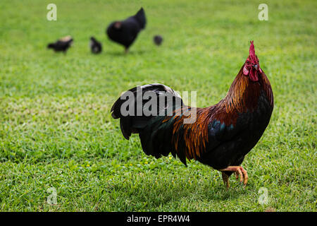 Freilaufenden Hühnern und Küken, möglicherweise schwarz Kupfer Marans Sorte oder ein Kreuz. Stockfoto