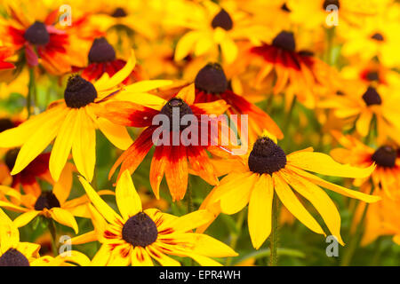 Anschauliche farbige Rudbeckia oder schwarz eyed Susans im Spätsommer Garten. Stockfoto