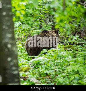 Braunbär im Wald im Notranjska, Slowenien. Stockfoto