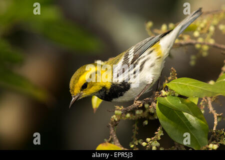 Black-throated grüner Laubsänger (Dendroica Virens) in eine blühende Cashew-Baum Stockfoto