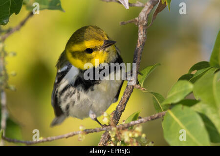 Black-throated grüner Laubsänger (Dendroica Virens) in eine blühende Cashew-Baum Stockfoto